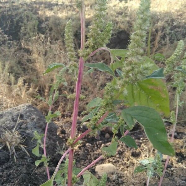 Amaranthus dubius Flower