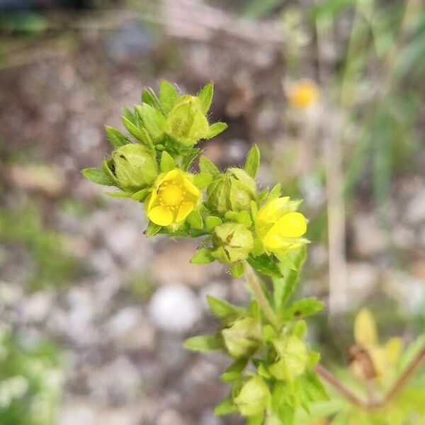 Potentilla supina Õis