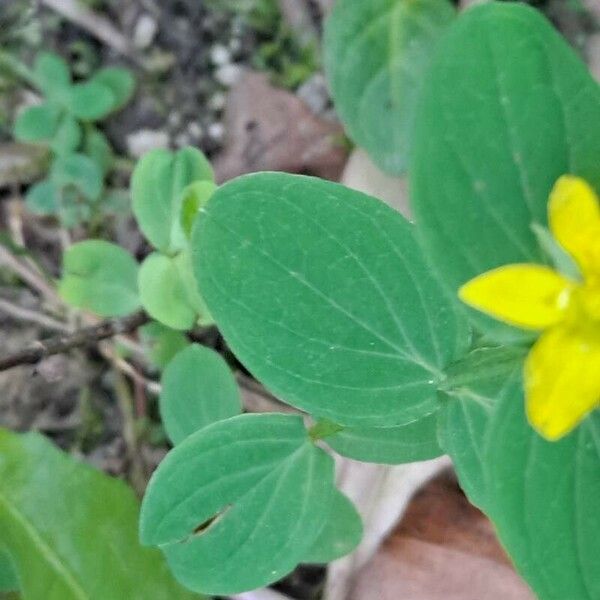 Hypericum humifusum Folha