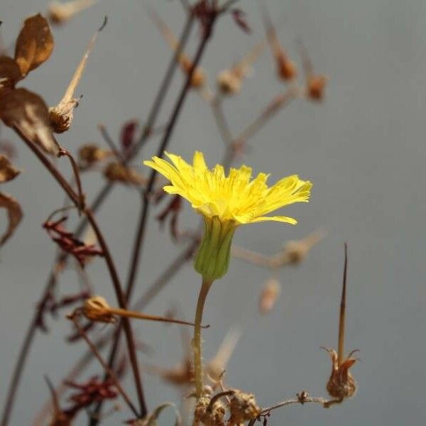 Crepis tectorum Õis