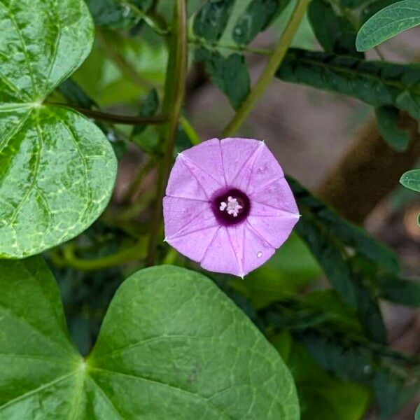 Ipomoea triloba Blad