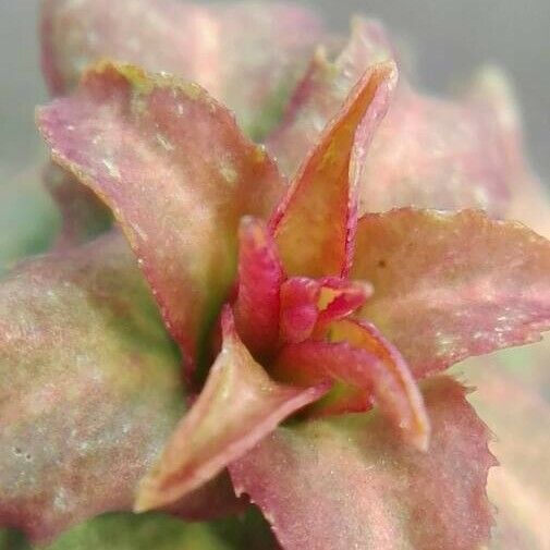 Ludwigia palustris Flower