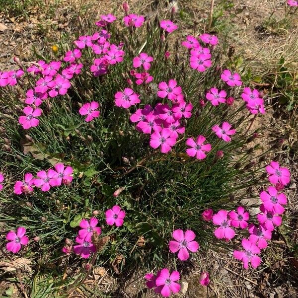 Dianthus pavonius Flower