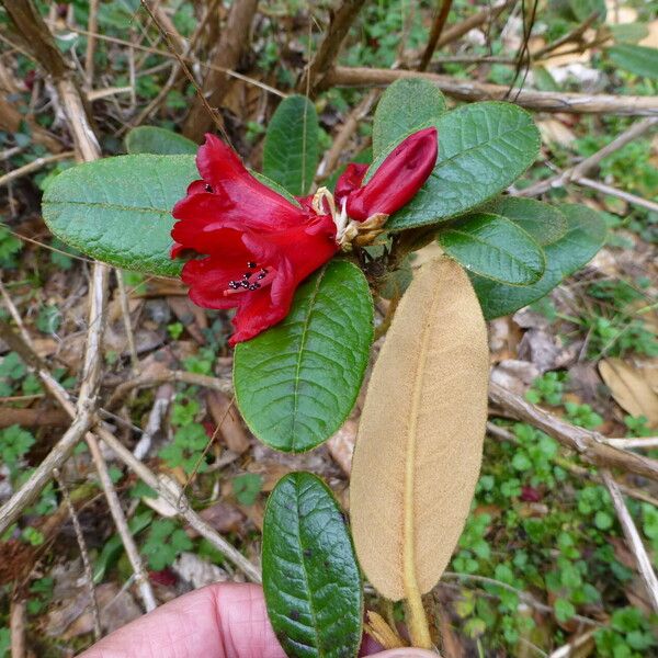 Rhododendron piercei Ліст