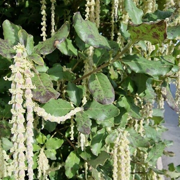 Garrya elliptica Leaf