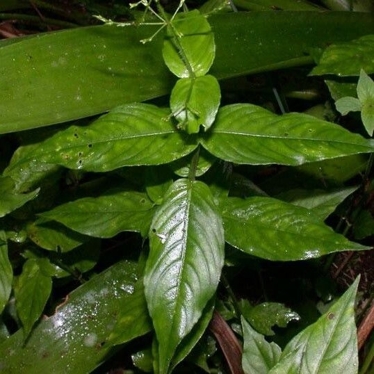 Dianthera comata 其他