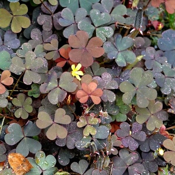 Oxalis corniculata Leaf