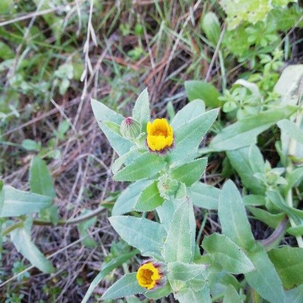 Calendula arvensis Floare