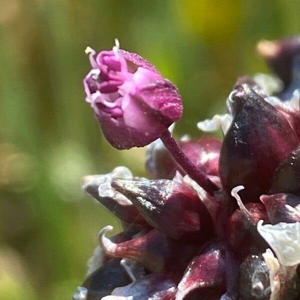 Allium scorodoprasum Blomma