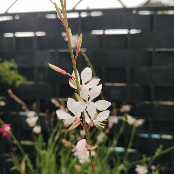 Oenothera gaura Flor