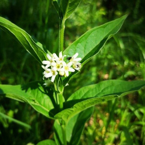 Vincetoxicum hirundinaria Flower