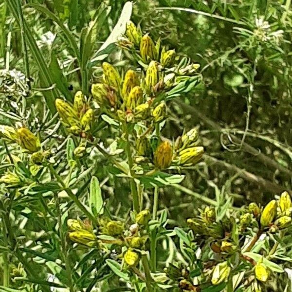 Hypericum perfoliatum Облик