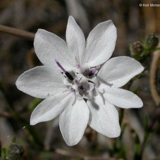 Blepharipappus scaber ᱵᱟᱦᱟ