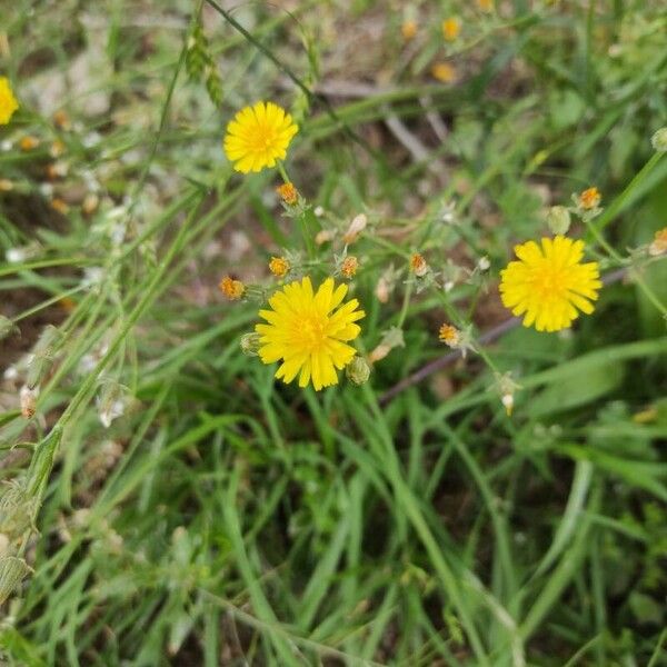 Crepis setosa Цвят