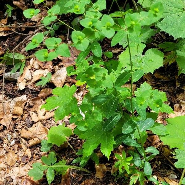 Euphorbia carniolica Deilen