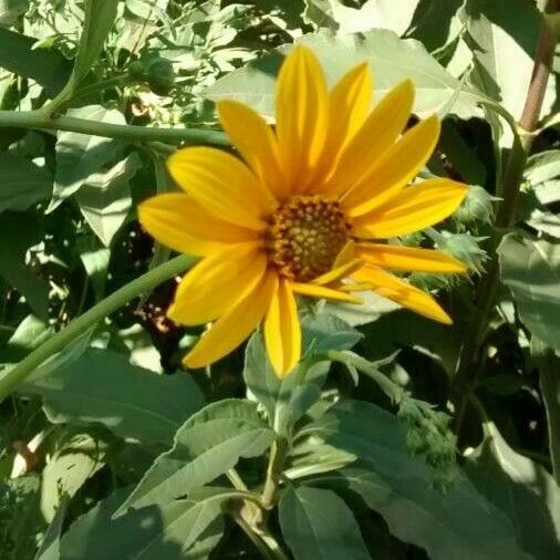 Helianthus tuberosus Žiedas