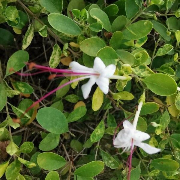 Volkameria inermis Flower