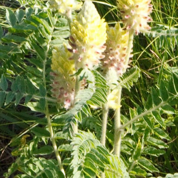 Astragalus alopecurus Blüte