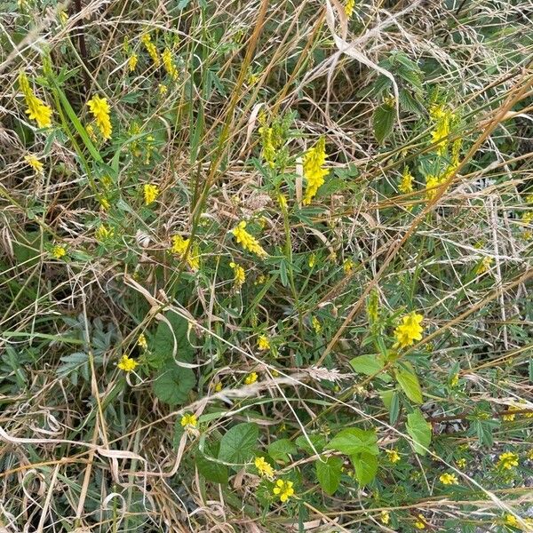 Melilotus officinalis Habitus