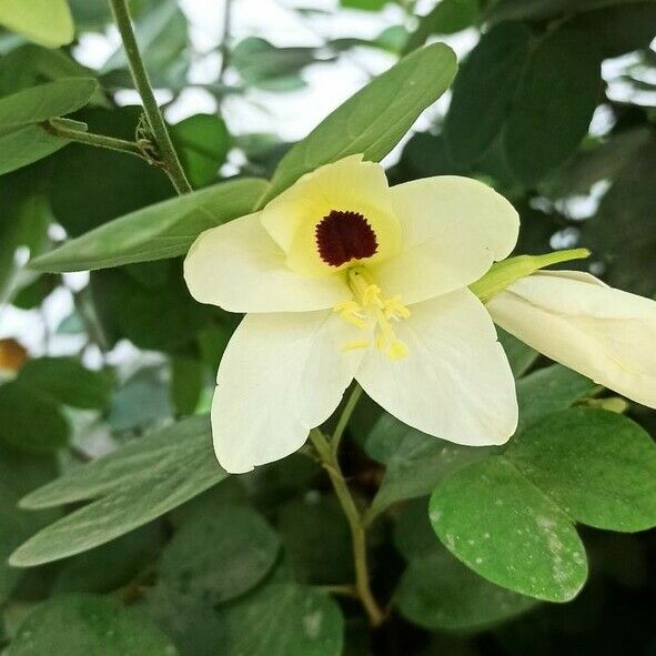 Bauhinia tomentosa 花