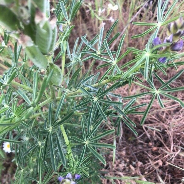 Lupinus angustifolius Blad