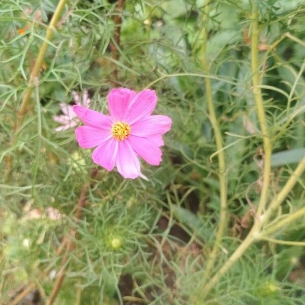 Cosmos caudatus Květ