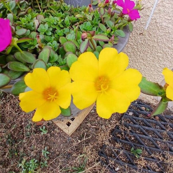 Portulaca umbraticola Flower