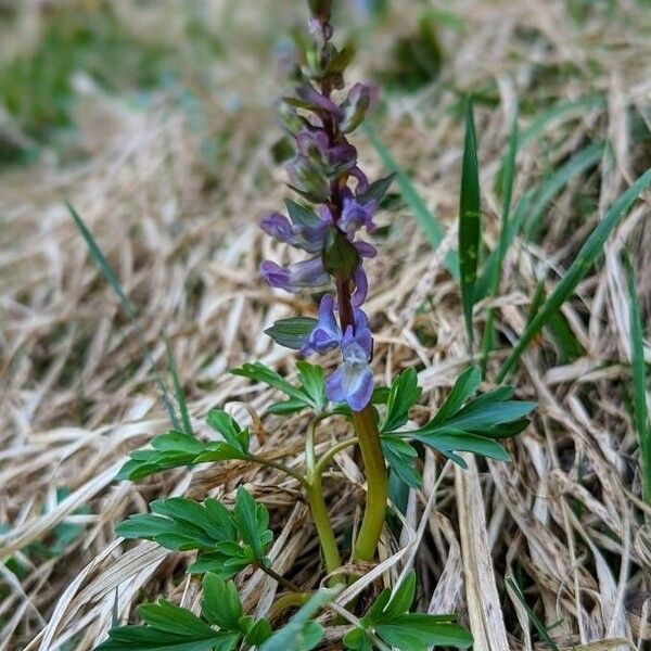 Corydalis cava Habit