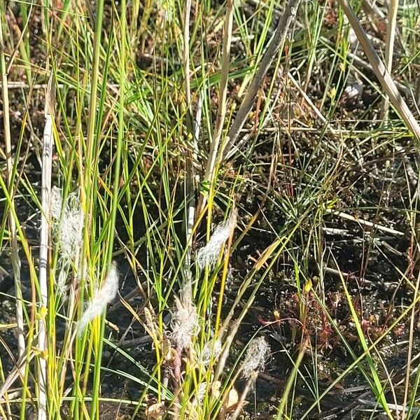 Trichophorum alpinum Leaf