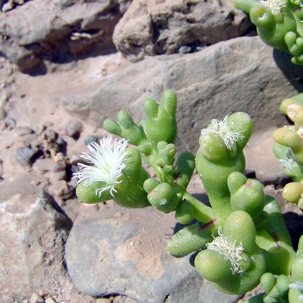 Mesembryanthemum cryptanthum Fleur