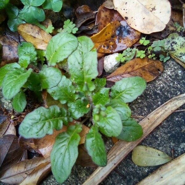 Youngia japonica Leaf