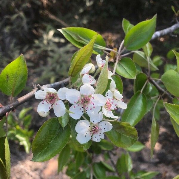 Pyrus pashia Blomst