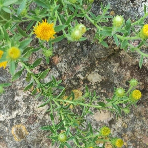 Chiliadenus glutinosus Leaf