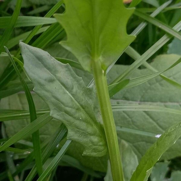 Thlaspi arvense Leaf