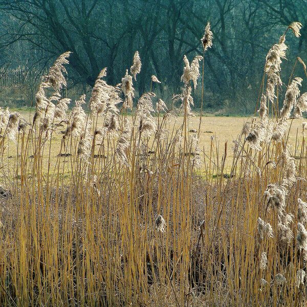 Phragmites australis ফুল