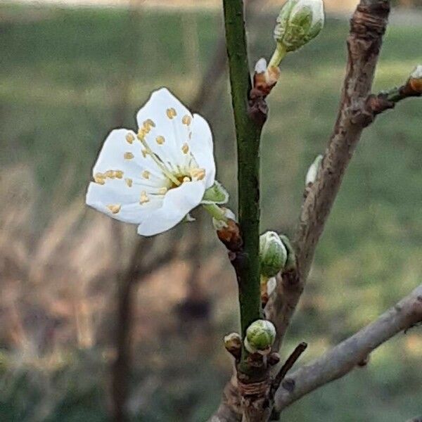 Prunus domestica 花