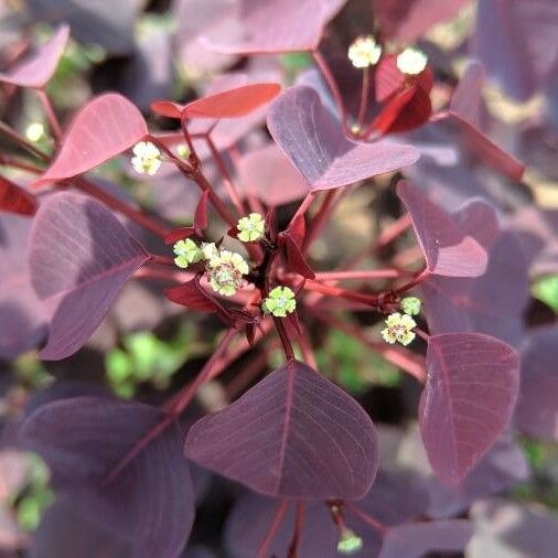 Euphorbia cotinifolia Flor