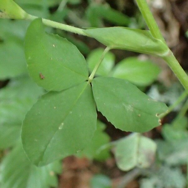 Trifolium aureum Ліст