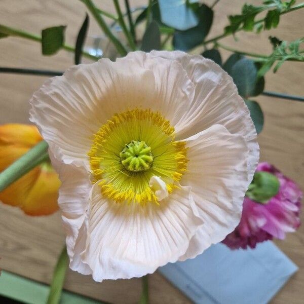 Papaver croceum Flower