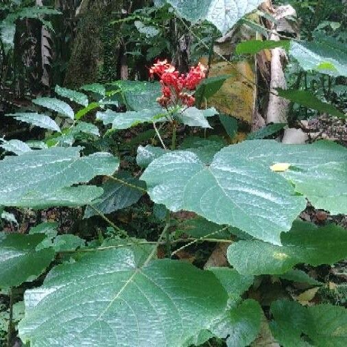 Clerodendrum speciosissimum Leaf