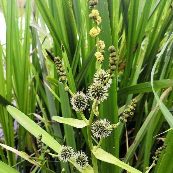 Sparganium erectum Flor