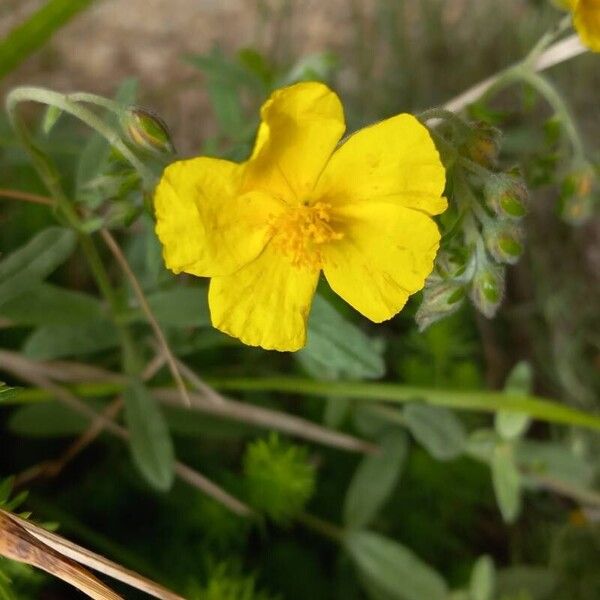 Helianthemum nummularium Çiçek