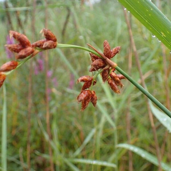 Schoenoplectus tabernaemontani Fruit