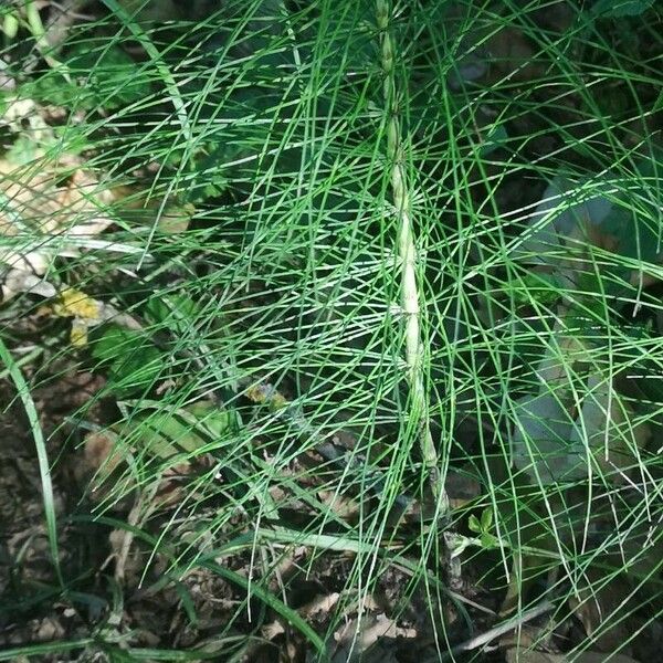 Equisetum telmateia Blatt