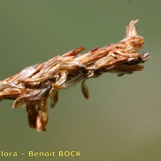 Carex vaginata Frucht