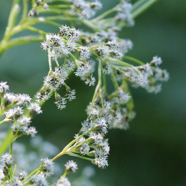 Scirpus sylvaticus Flower