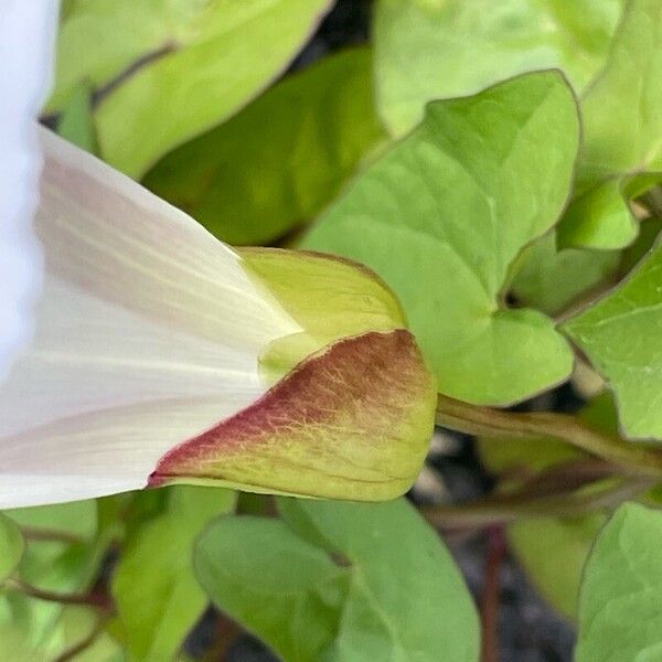 Calystegia silvatica Други