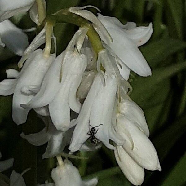 Hyacinthoides hispanica Квітка