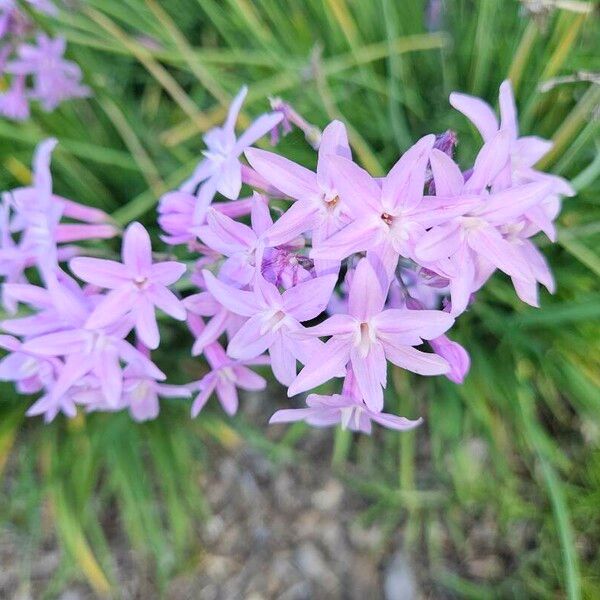 Tulbaghia violacea Kvet