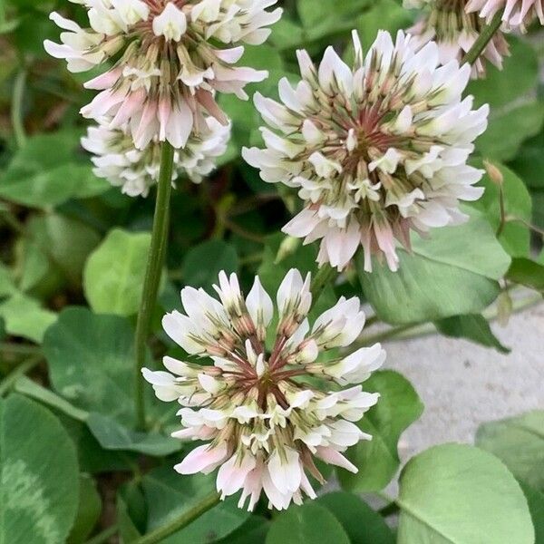 Trifolium repens Blomst